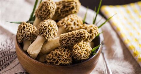 Gucchi: Found in India, This Mushroom Sells For Up To Rs .